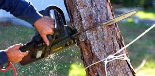  Kingston, WA Tree Care Pros