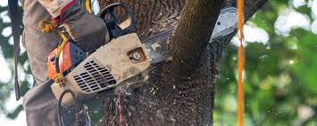 How Our Tree Care Process Works  in  Kingston, WA