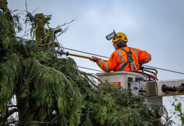 Best Tree Removal  in Kingston, WA