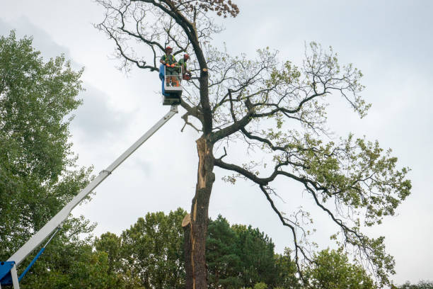 Best Tree Trimming and Pruning  in Kingston, WA