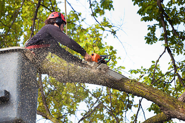 Best Emergency Tree Removal  in Kingston, WA