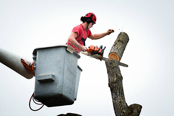 Best Hedge Trimming  in Kingston, WA