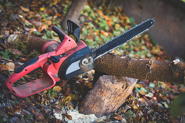 Trusted Kingston, WA Tree Care Experts